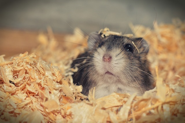 Hamster Bakımı