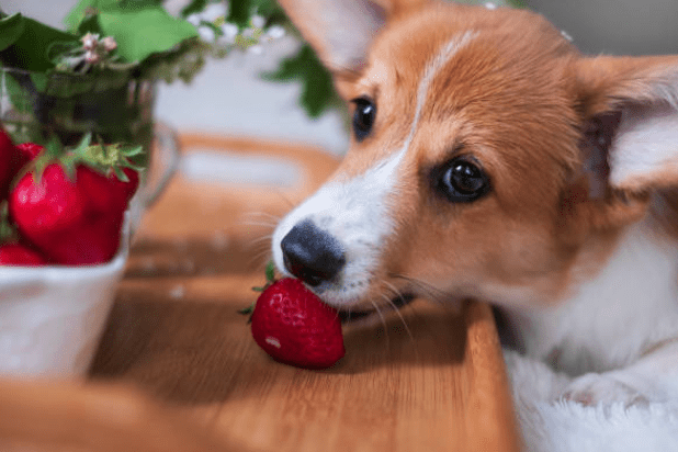 Köpekler Çilek Yiyebilir mi?