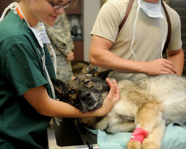 Köpeklerin Kusma Sebepleri