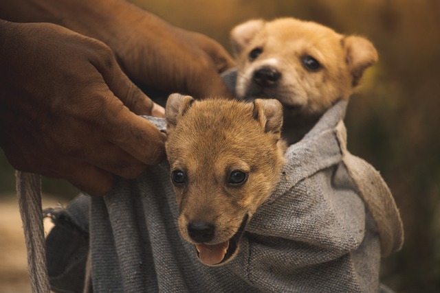 Yavru Köpek Bakımı