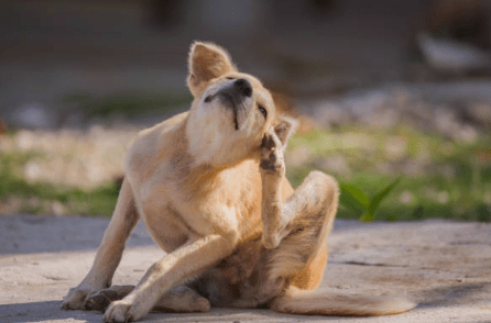 Köpeklerde İç Dış Parazitler