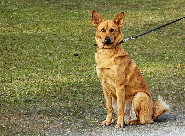 Köpekler İçin Tasma Seçimi