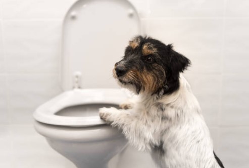 Köpeklere Tuvalet Alışkanlığı Nasıl Verilir?