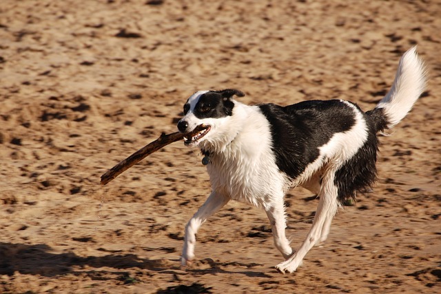 Köpekleri Mutlu Etmenin Yolları