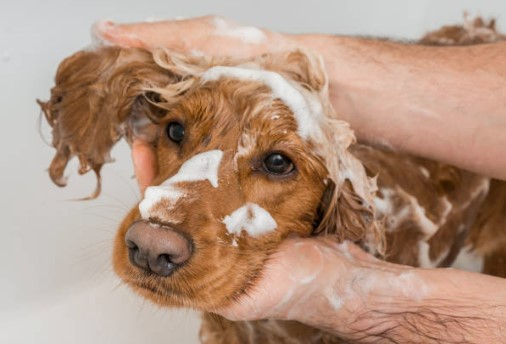 Köpeklerin Yıkanma Sıklığı