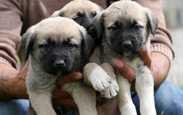 Sivas Kangal Köpeği