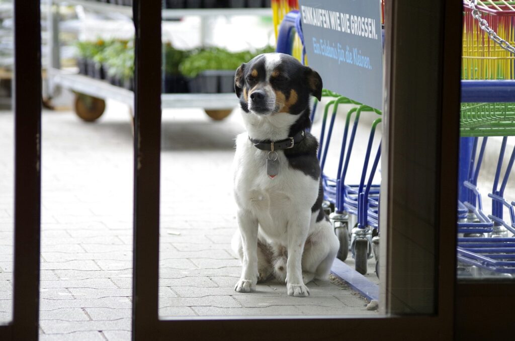 Köpeklerde ishal ve kanlı ishal