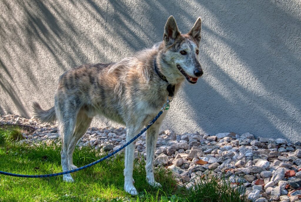 Köpeklerde ishal ve kanlı ishal