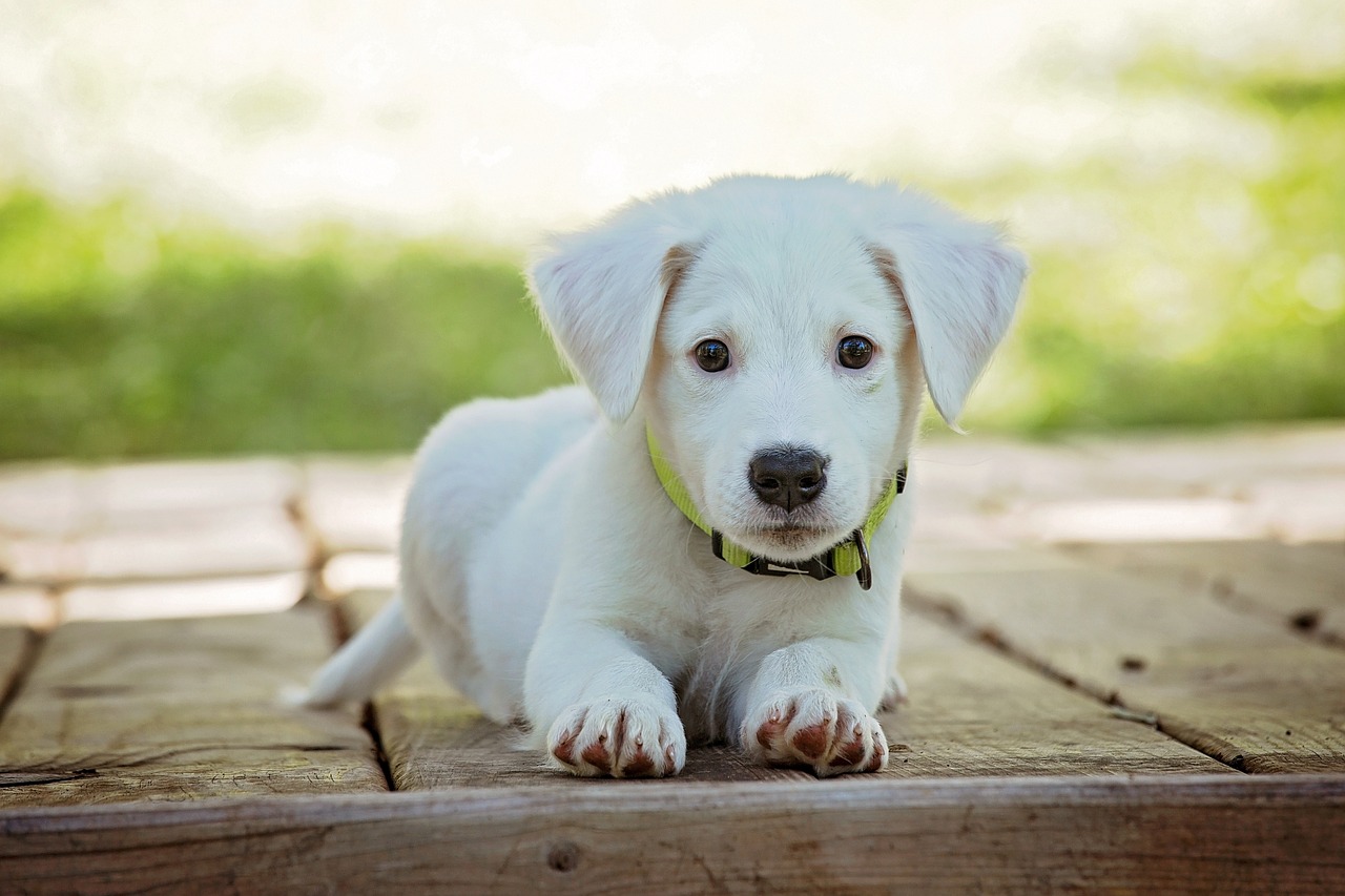 Köpeklerde İshal ve Kanlı İshal