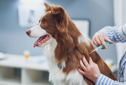 Köpeklerin aşı programı