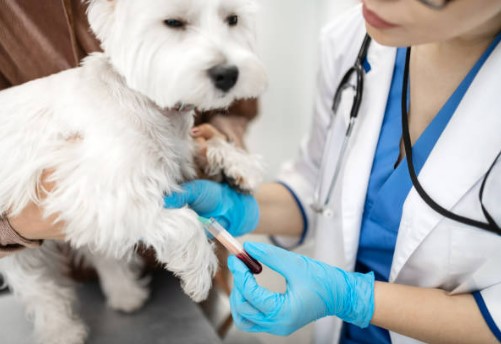 Köpeklerin hemogram testleri