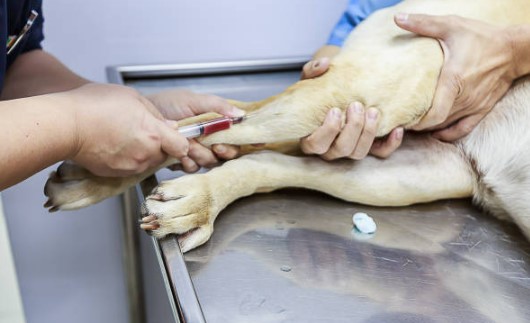 Köpeklerin hemogram testleri