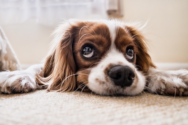 Köpeklerin hemogram testleri