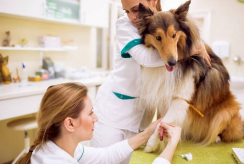 Köpeklerin Hemogram Testleri Neleri Gösterebilir?