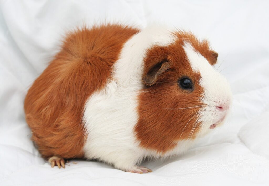 Guinea Pigler