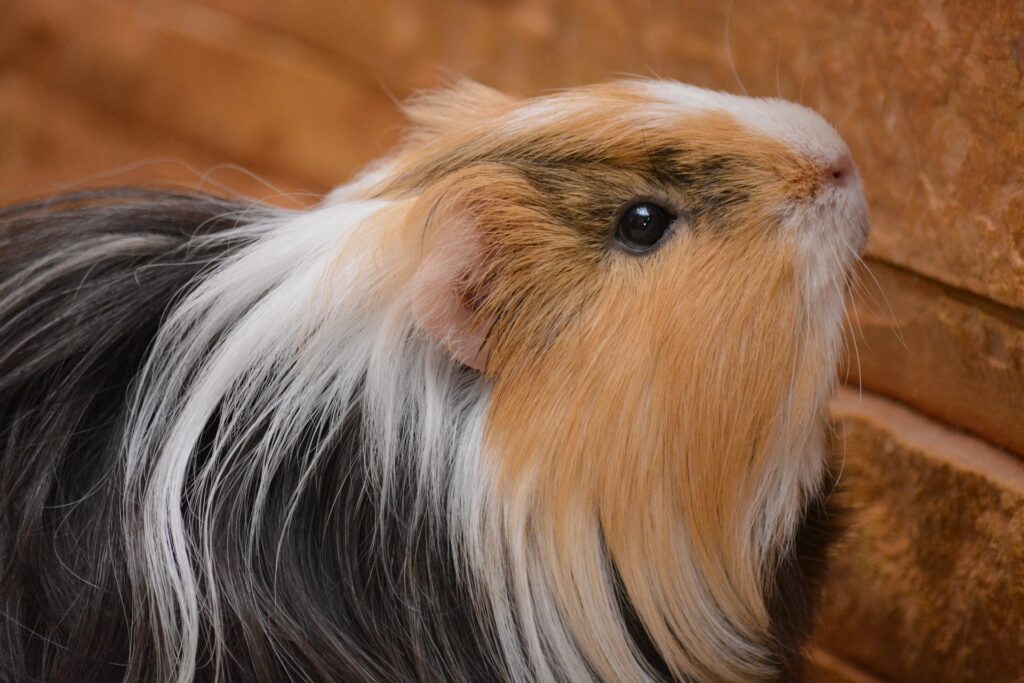 Guinea Pigler