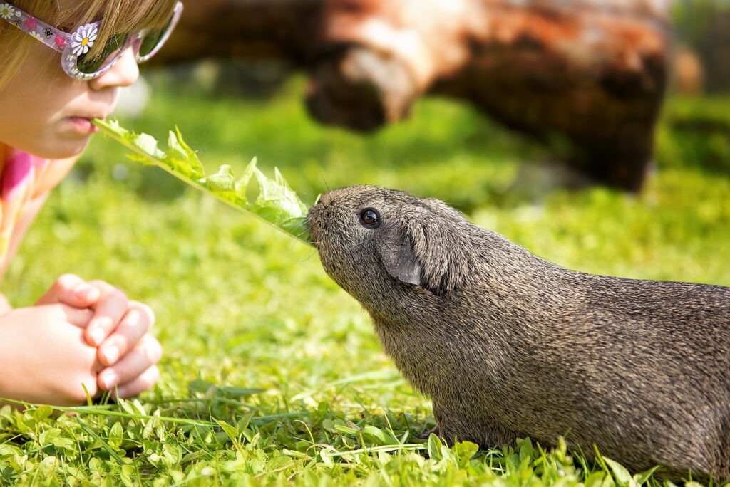 Guinea Pigler