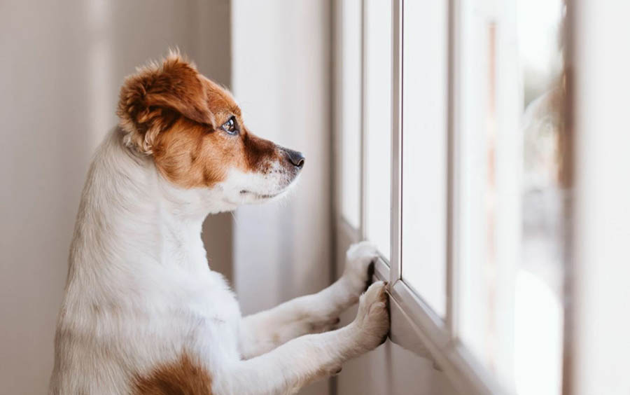 Köpekler Evde Yalnız Kalabilir mi?