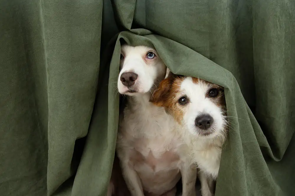 Köpekler Evde Yalnız Kalabilir mi?