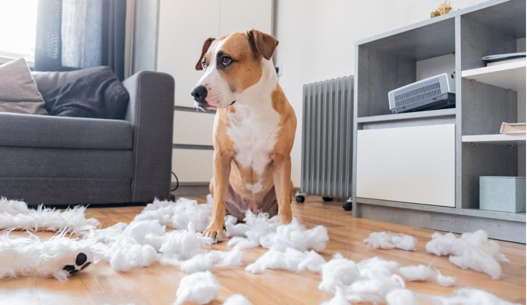 Köpekler Evde Yalnız Kalabilir mi?